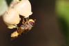 Syrphus ribesii